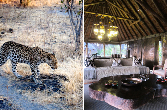 Francisca Mattéoli - Safari Botswana