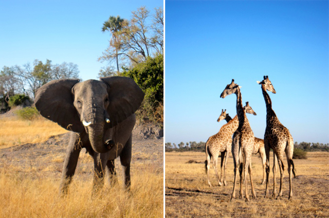 Francisca Mattéoli - Safari Botswana